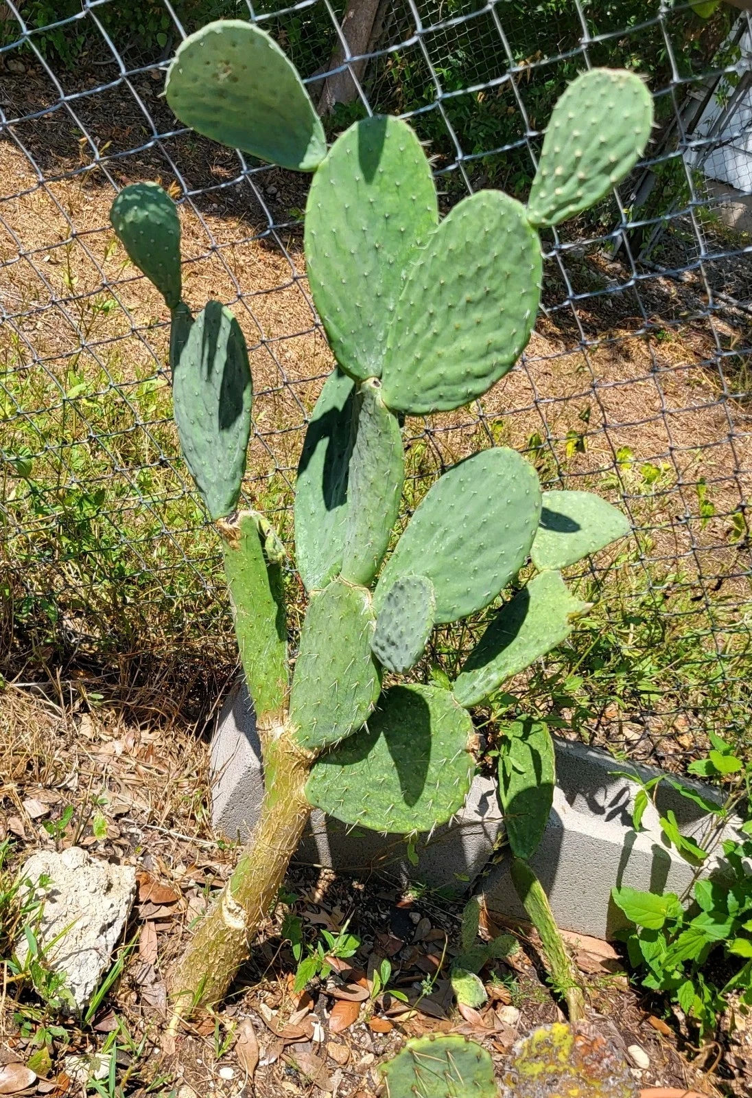 5 Small Cuttings Prickly Pear Cactus Opuntia xoconostle - Healthy Nopal Pads for Planting