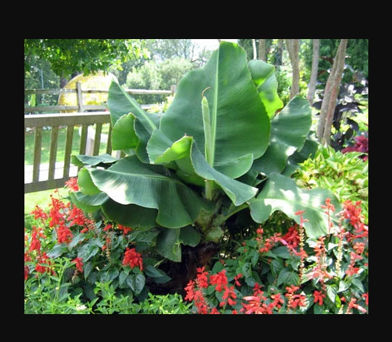 Little Prince Musa Banana Plant - Small Rooted Starter Plant - Musa acuminata - Healthy & Well-Rooted, Perfect for Indoor Growing