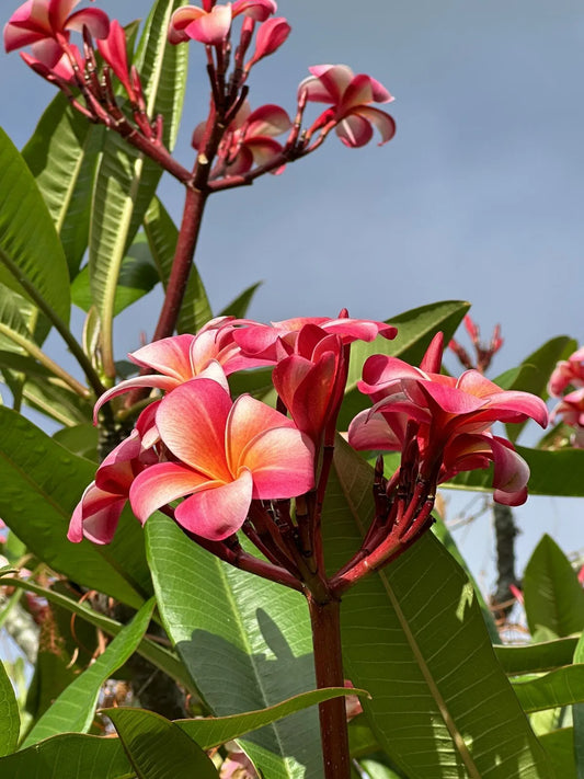 ONE Pink Plumeria Fresh Starter Unrooted Cutting Double Head Width Varies 10inch