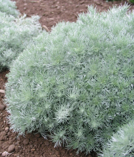 Artemisia Silver Mound Plant - Bare Root Perennial - Silver-Gray Foliage - Ideal for Gardens - Artemisia schmidtiana