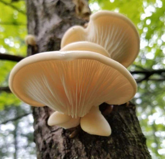 Aspen Oyster Mushroom Liquid Culture Syringe 10-12ml (Pleurotus populinus) - Free Live Culture Gift Included