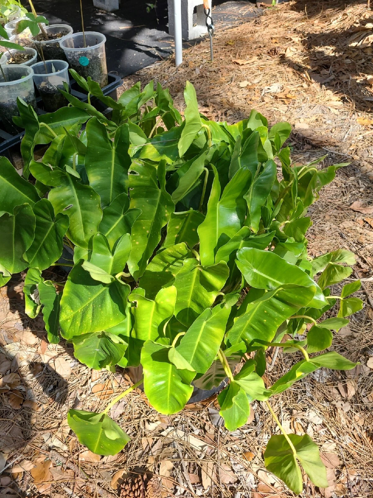 Philodendron 'Burle Marx' Cutting 5-7" - Live Plant Cutting - Tropical Houseplant - Philodendron spp.