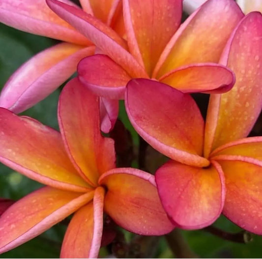 1PC Orange peach fresh PLUMERIA PLANT UNROOTED CUTTING 8-12" frangipani Flowers