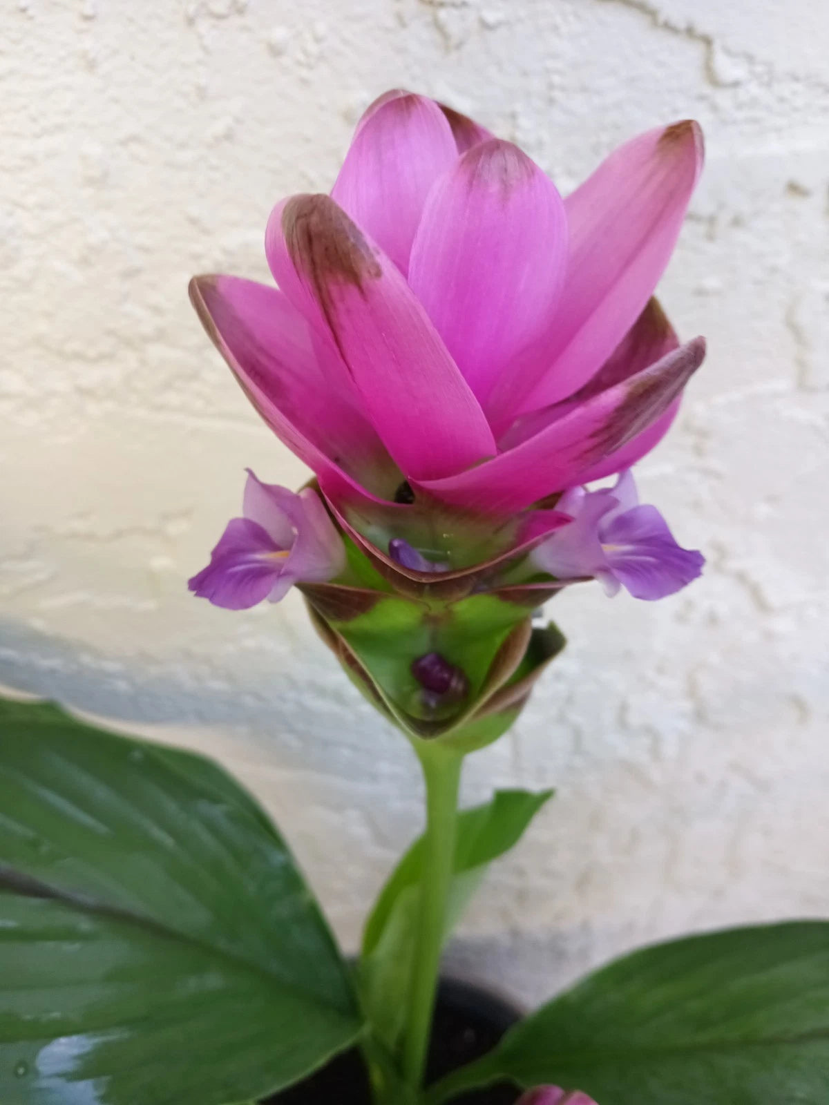 PINK Siam Tulip Plant Babies 2-Pack - Curcuma Alismatifolia - Tropical Perennial Flowers