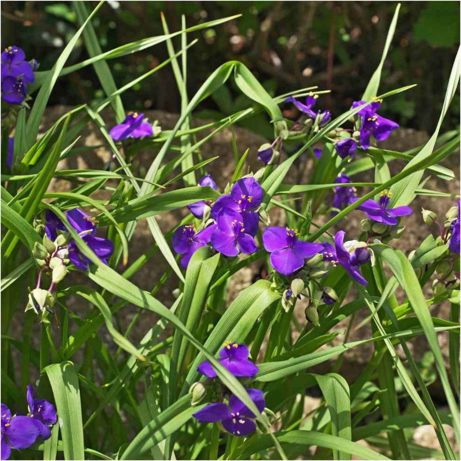 10 Bare Root Spiderwort Plants - Violet Purple Blooms - Tradescantia virginiana - Perennial for Bees - Fast Multiplying Ground Cover