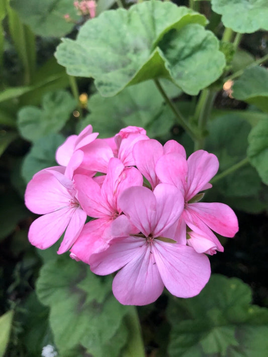 Bubblegum Pink Pelargonium Zonal Geranium Cuttings - Fresh Live 4 x 8" Starter Plants - Hardy Geraniums for Vibrant Blooms