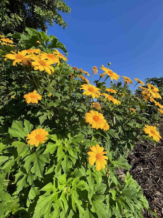 12 Mexican Sunflower Cuttings, Green Fertilizer, Tithonia diversifolia, 4-6 inches Long, Ideal for Soil Enrichment