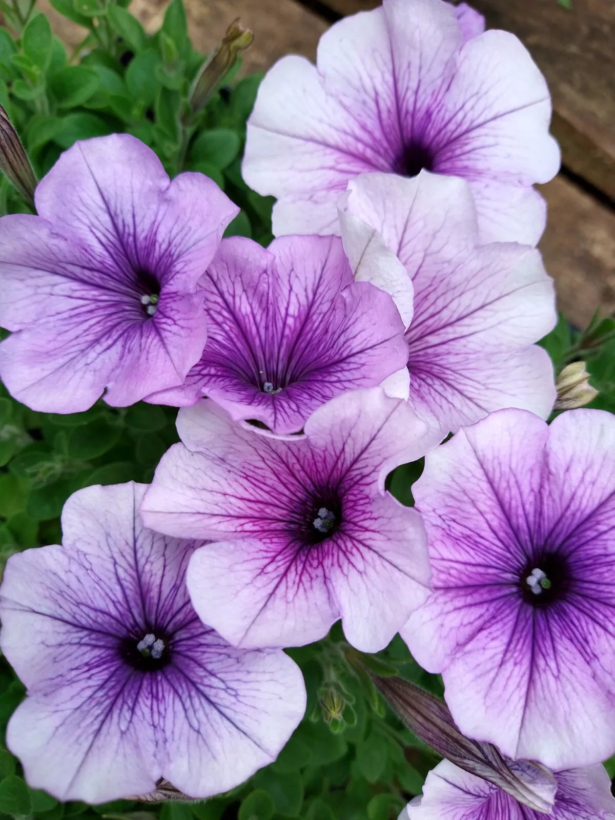 10 "Baby" Plants Petunia Easy Wave 'Plum Vein' Live Annual Plants/Plugs