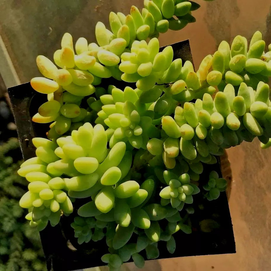 Sedum Cuttings - 2 Burro's Tail Cuttings 3-5" - Sedum burrito - Baby Donkey Tail Succulent for Planting or Decoration