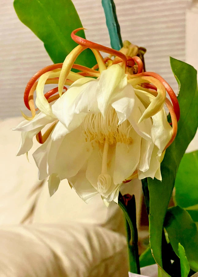 Night Blooming Cereus Cactus Orchid 4" Pot, Epiphyllum oxypetalum, Rooted Plant for Home Decor and Gardens