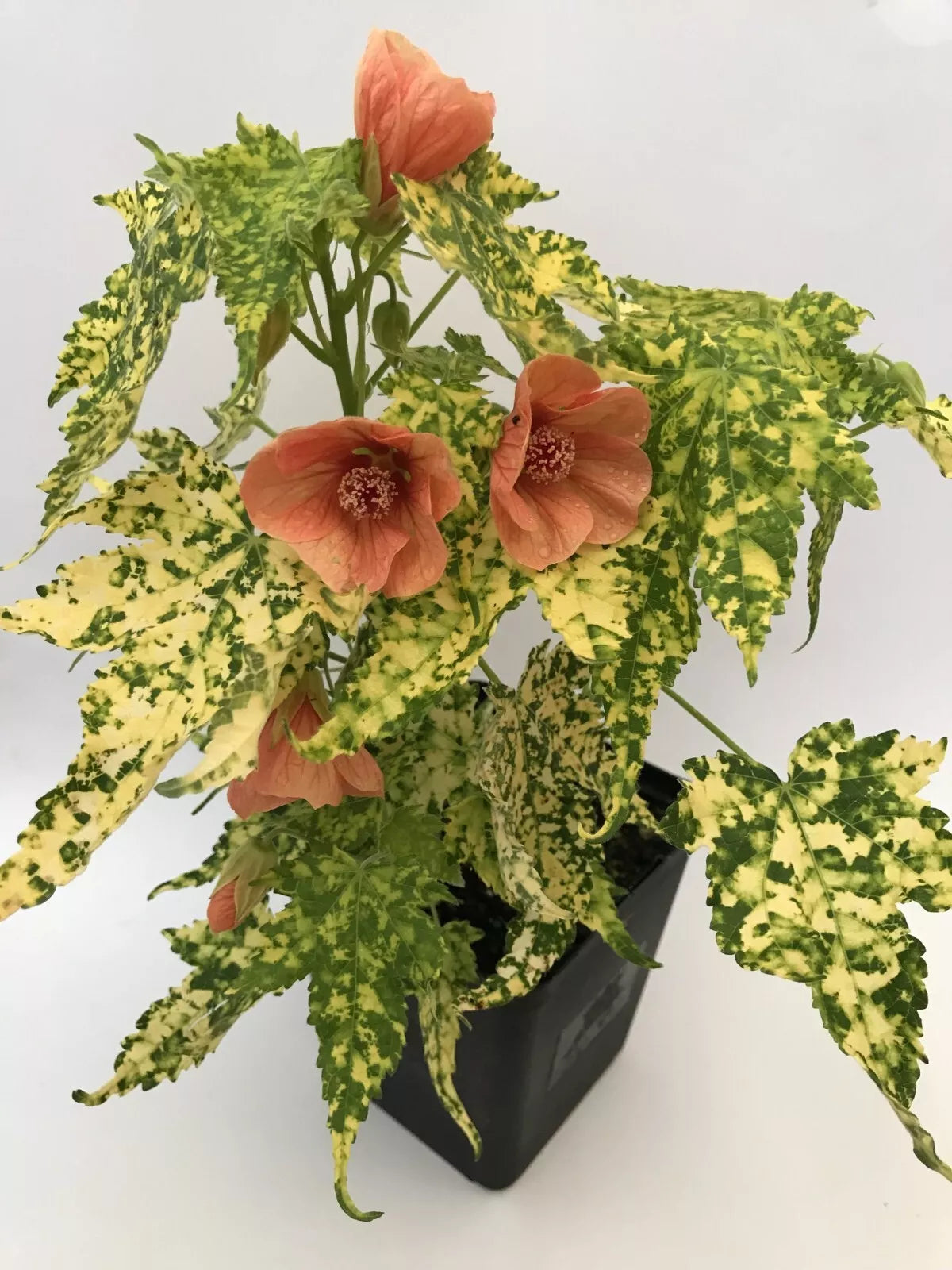 Small Rooted Starter Plant - Variegated Peach Abutilon Flowering Maple (Abutilon x hybridum) - Healthy Indoor Plant