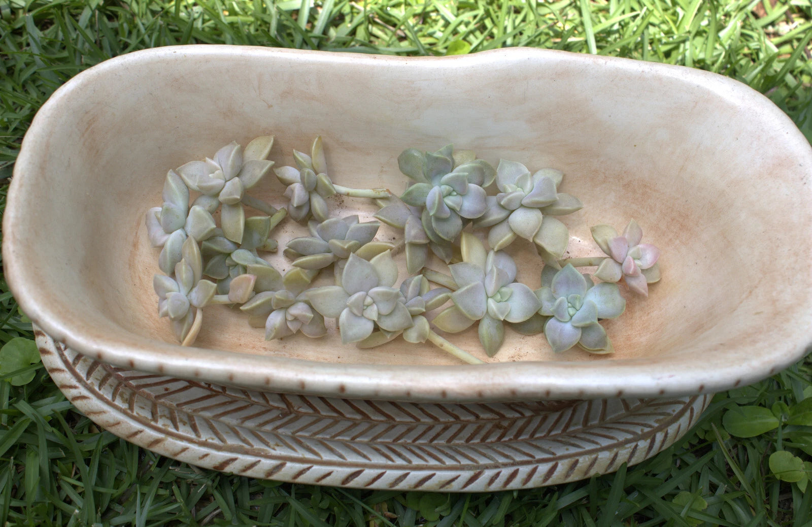 Mini Live Succulents Cuttings - 23 Ghost Plant Rosettes - Succulent Cuttings for Gardening - Graptopetalum paraguayense