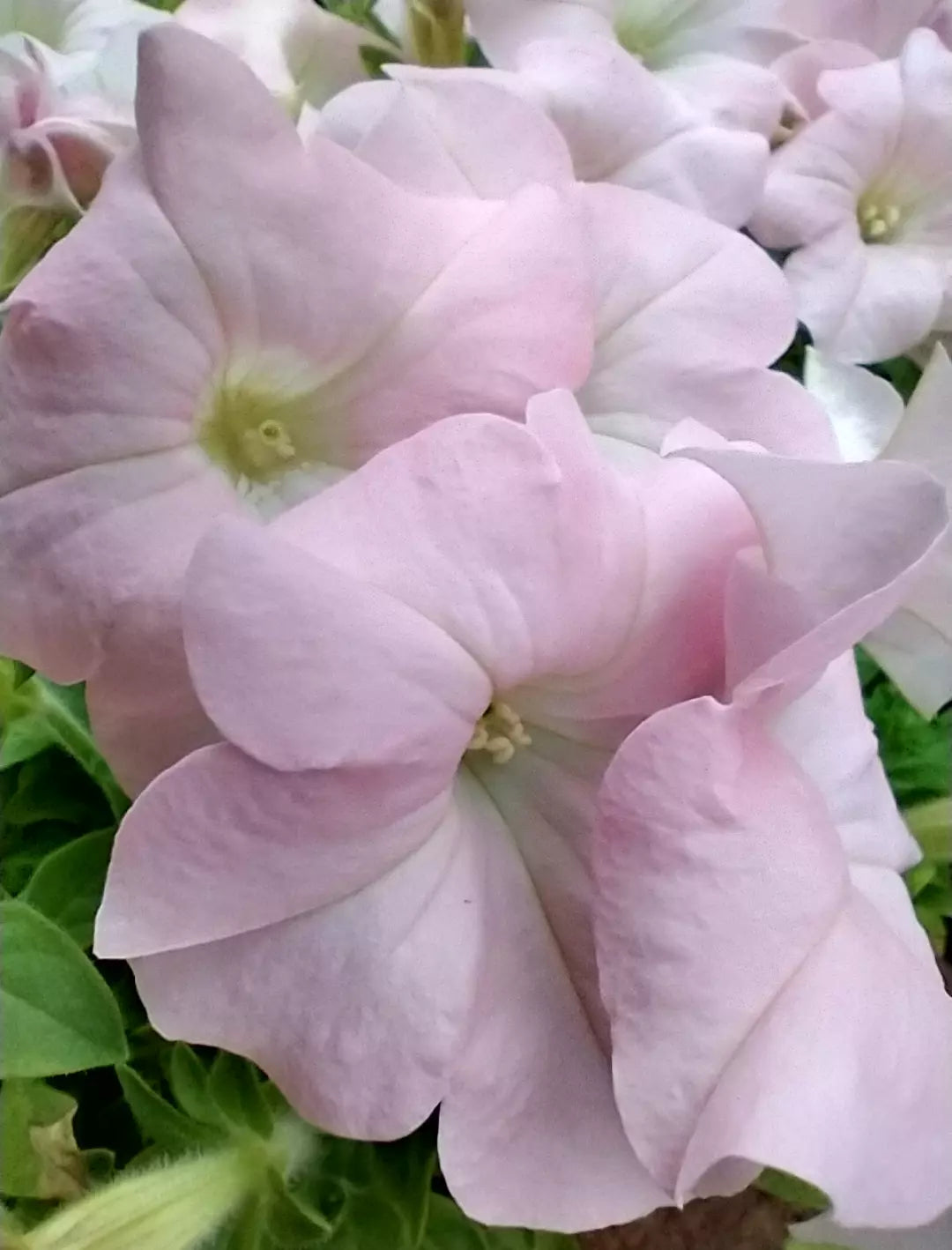 6 Plugs Petunia Dreams 'Appleblossom' Live Annual Plants/Plugs