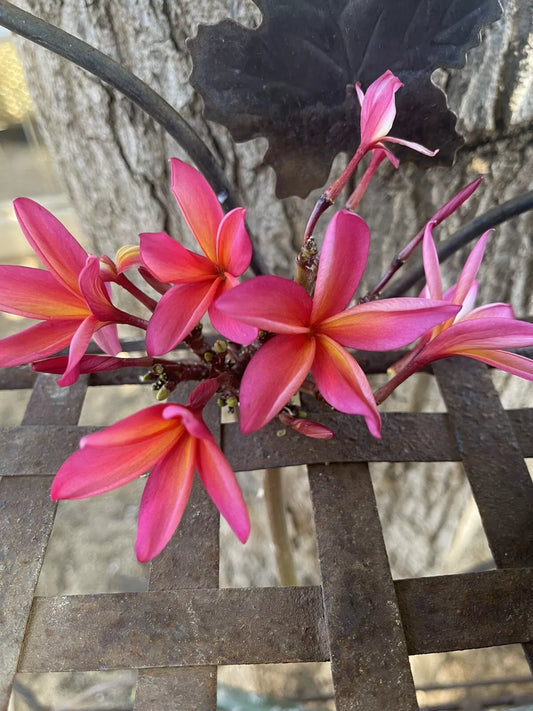 ONE Plumeria Unrooted Cutting Maui’s Sunset Highly Fragrant 12 Inch