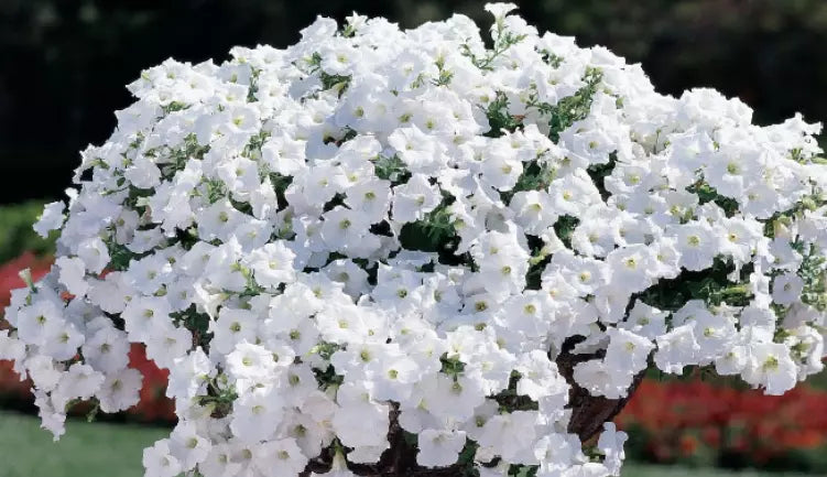 10 "Baby" Plants Petunia Easy Wave 'White' Live Annual Plants/Plugs