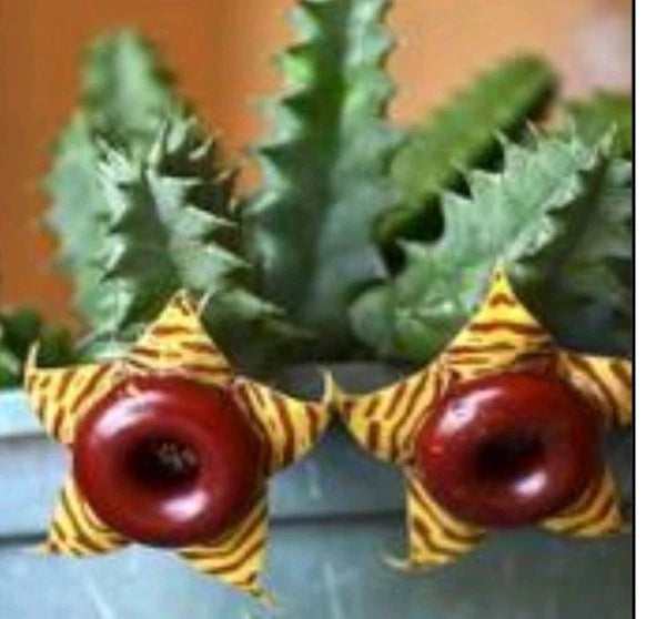Life Saver Cactus Cuttings - 2 Pieces, Huernia Zebrina, Unique Friendship Plant for Easy Care & Blooming