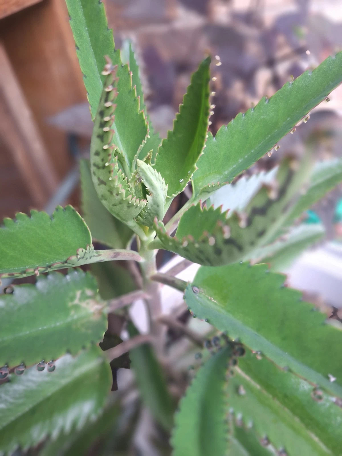 Live Mother of Thousands Plant Starts, 5 Rooted Babies, Kalanchoe daigremontiana, Pet-Safe, Drought-Resistant Green Indoor Outdoor Plants