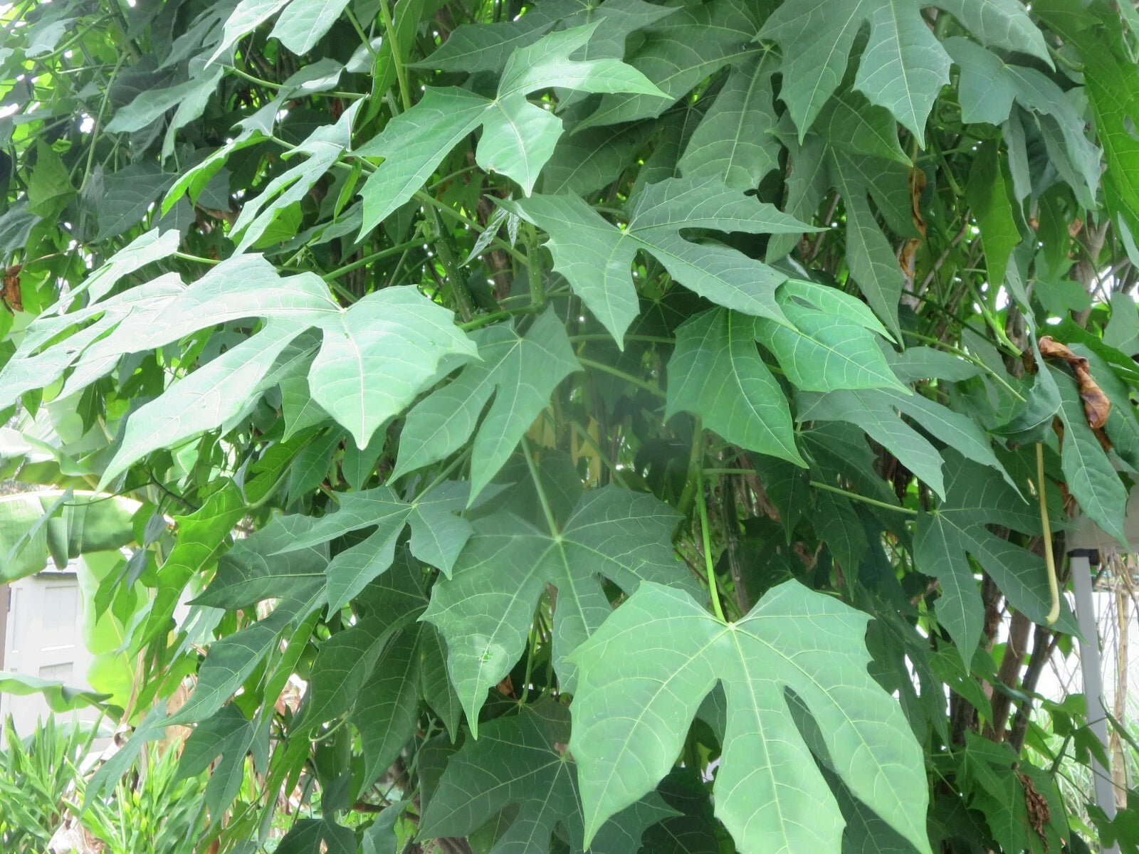 Maple Leaf Chaya Cuttings - Organic Non-Sting Edible Cnidoscolus chayamansa - 7 Plant Cuttings for Home Gardening