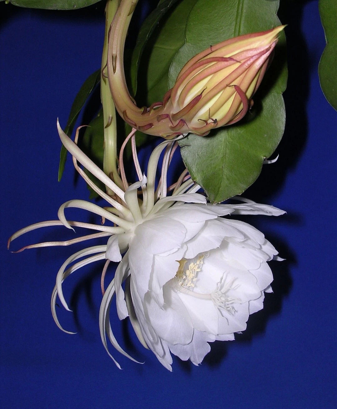 Epiphyllum Cutting 4-6" 'Queen of the Night' Unrooted Epiphyllum oxypetalum Orchid Cactus with Stunning White Flowers