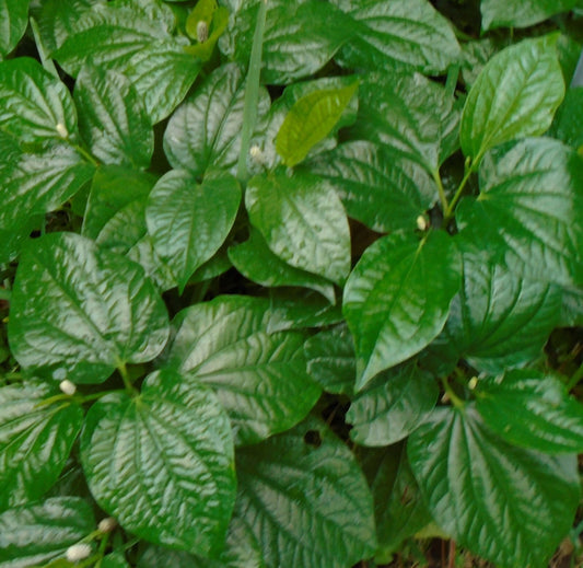 5 x Betel Leaf Plants - Lolot Texas - Piper Sarmentosum - Natural Rooted Organic Plants for Gardening