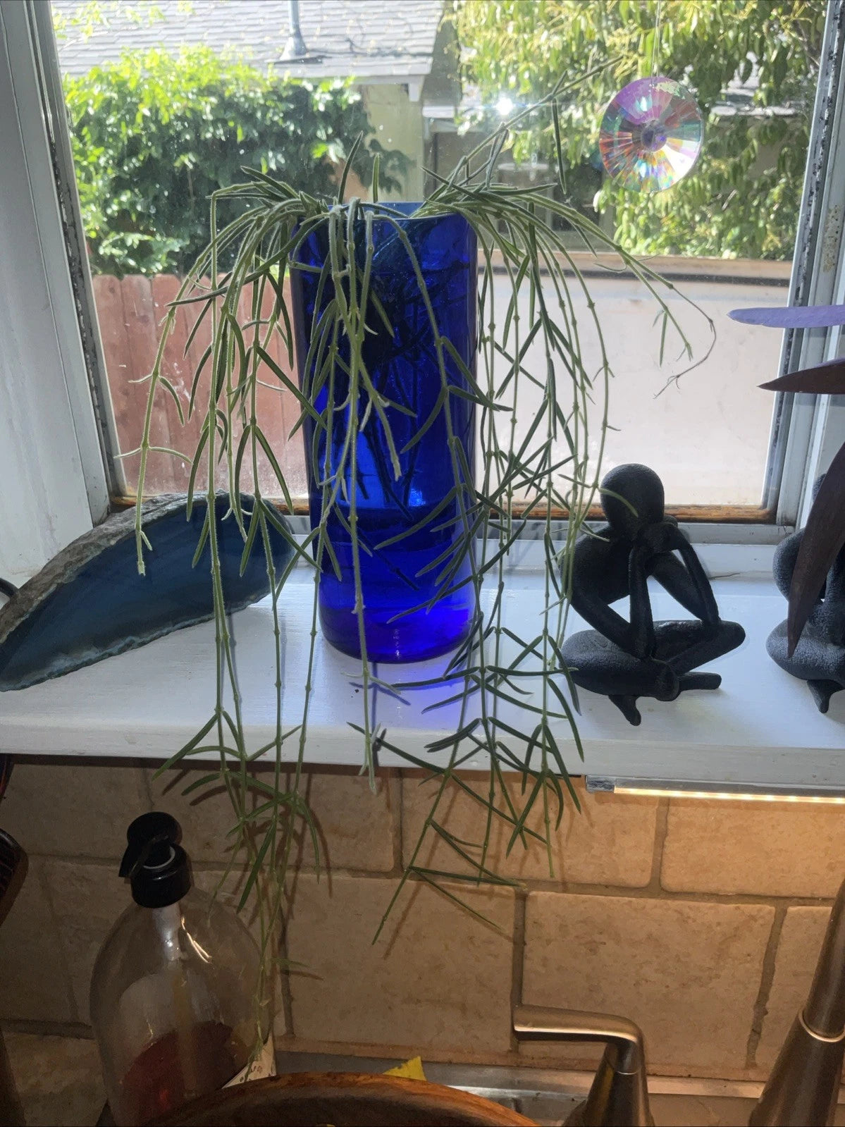 Hoya Linearis Cuttings - 3" Rooted Indoor Plant - Unique Wax Plant - Air Purifying - Perfect for Home Decor