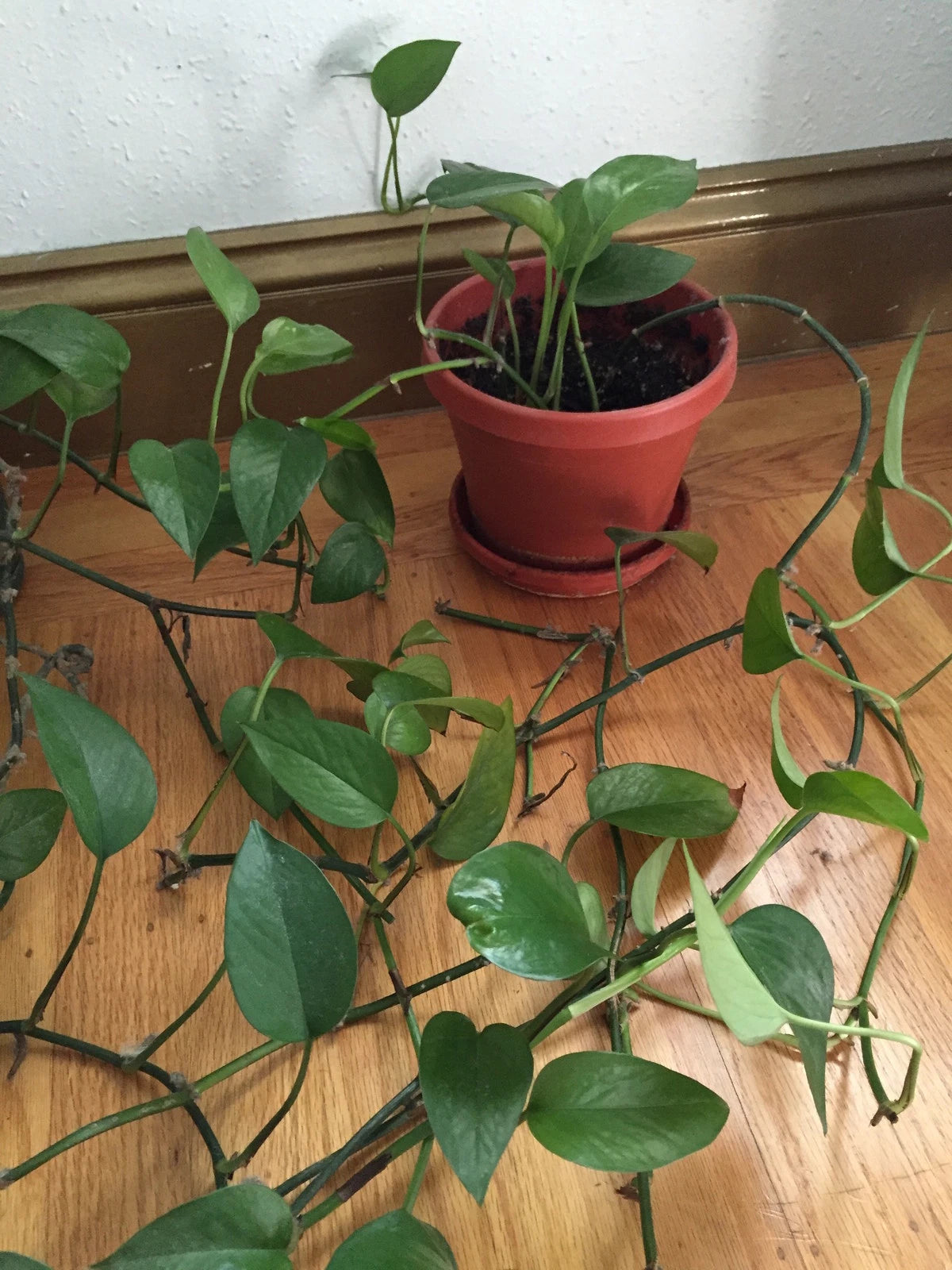 Organic Jade Pothos Cuttings - 4 Inch Vines - Indoor/Outdoor Air Purifying Plant - Epipremnum aureum - USA Grown