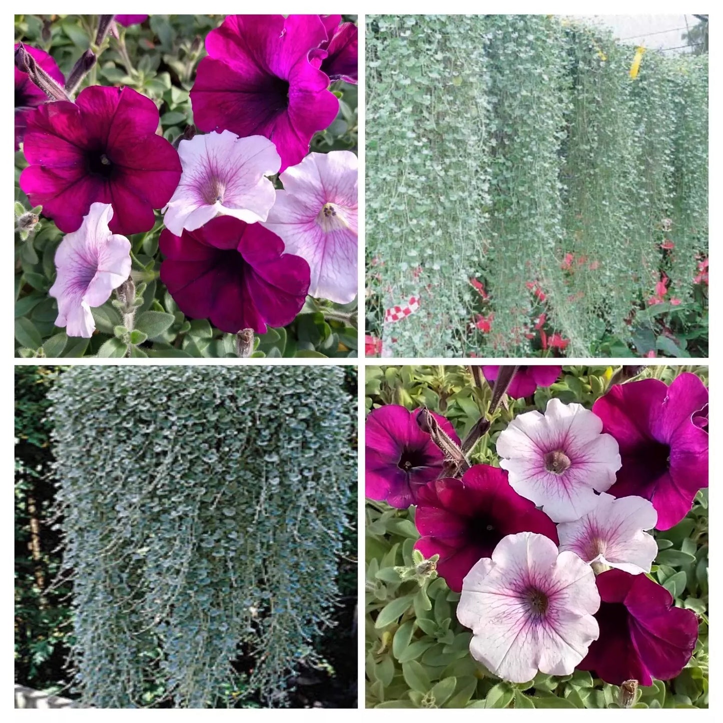 9 "baby" Plants 'Elegance' Petunia/Dichondra Combo Live Annual Plants/Plugs