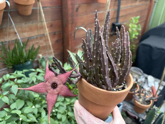Blooming Cactus Plant 3 Inch Pot Stapelia schinzii var. angolensis Pinkish Dark Red Flowers Live Rooted Cactus