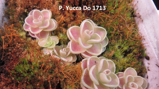 Carnivorous Butterwort Plant - Pinguicula sp. Yucca Do 1713 - Rare Live Succulent - Easy to Grow Dwarf Plant