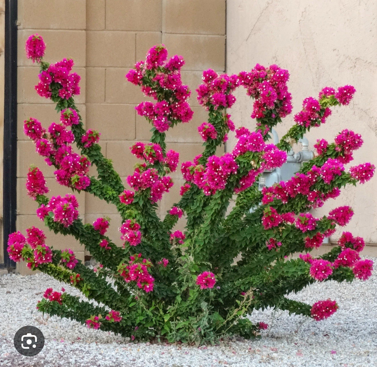 Torch Glow Bougainvillea Starter Plant - Small Rooted - Bougainvillea glabra - Vibrant Foliage for Gardens & Patios
