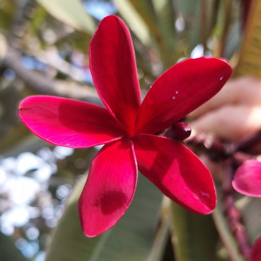 ONE Hawaiian Red Ulaula Plumeria (Frangipani) Plant 8" UNROOTED CUTTING - Fragrent