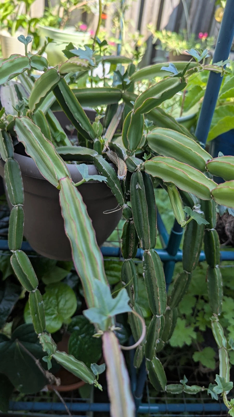 Ciss Quadrangularis Cuttings - 3 Pirandai Succulent Cuttings for Indoor/Outdoor Gardening - Medicinal Cucumber Cact