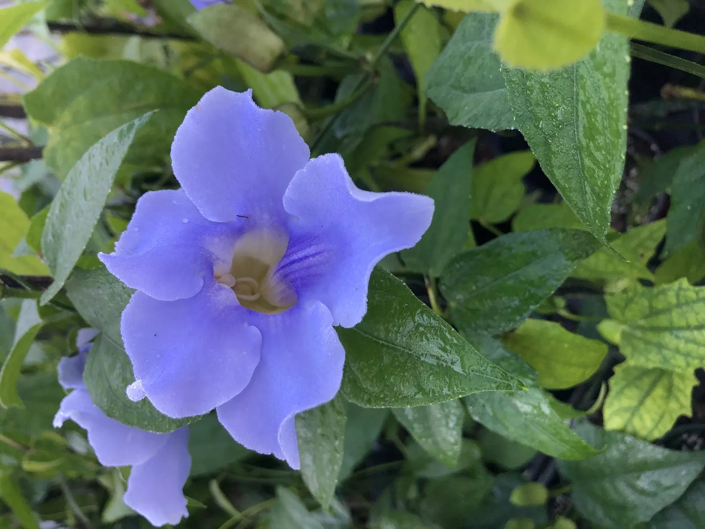 1pc BLUE SKY VINE Thunbergia grandiflora Fast Growing Tropical Flowering Vine Plant