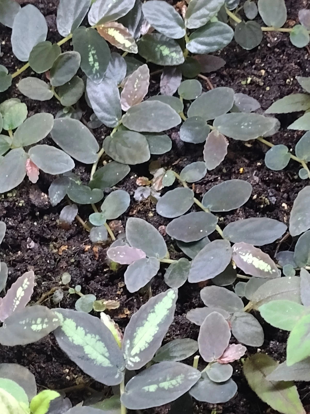 Pellionia Repens Cuttings - 4 Rooted Terrarium Plants - Ideal for Vivariums, Tanks, Dart Frog Enclosures - Pellionia Repens