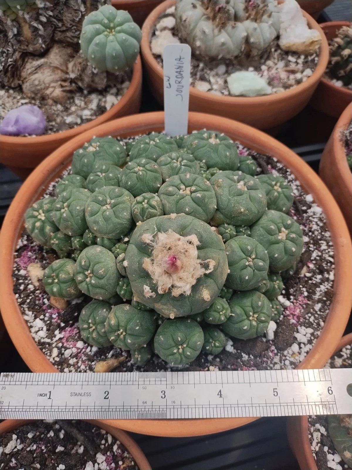 Rare Cactus Plant - Very Large Old Jordy - Flowering & Fruiting - Echinopsis (Cactaceae) - Collectible Statement Piece