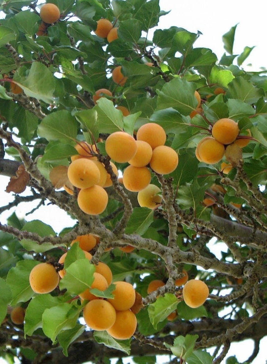 Apricot Tree Cuttings - 3 Rooting/Grafting Cuttings, Moorpark Variety, Prunus Genus, Ideal for Home Gardening