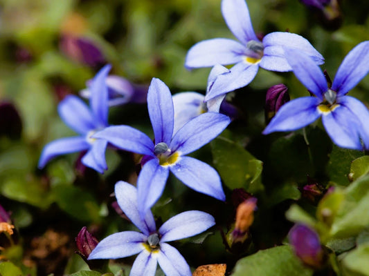 Blue Star Creeper Plant - Pint Pot - Isotoma fluviatilis - Blue Flowering Groundcover for Fairy Gardens and Rock Gardens