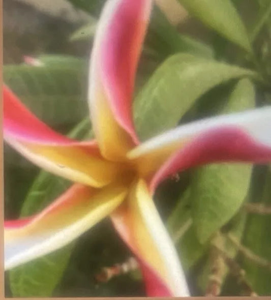 ONE Plumeria Cutting Madame Poni 5 Inch Unrooted Cutting