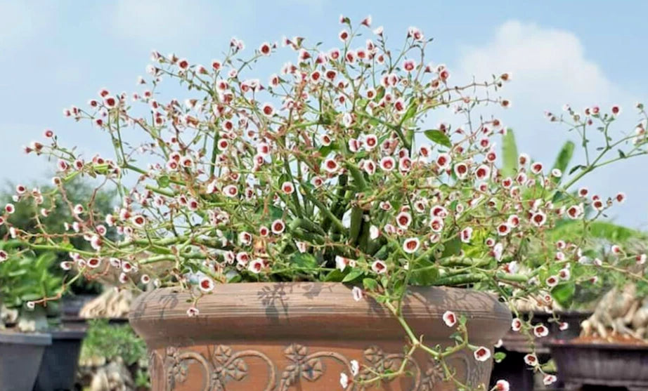 Rooted Cutting Euphorbia guiengola Succulent Plant Piece 2" - Ideal for Bonsai and Home Decor