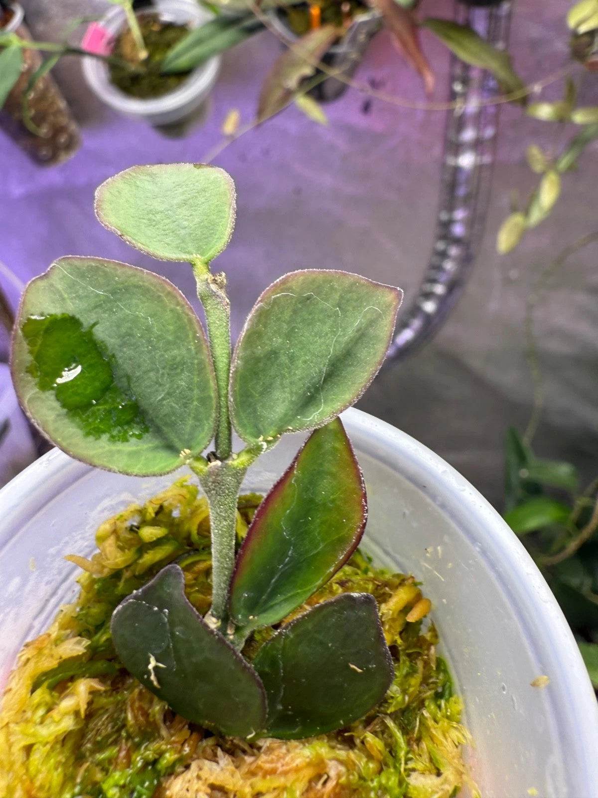 Hoya Cutting - Rooted, Very Rare Corymbosa - Hoya corymbosa, Lightly Rooted in Sphagnum Moss, Free Shipping