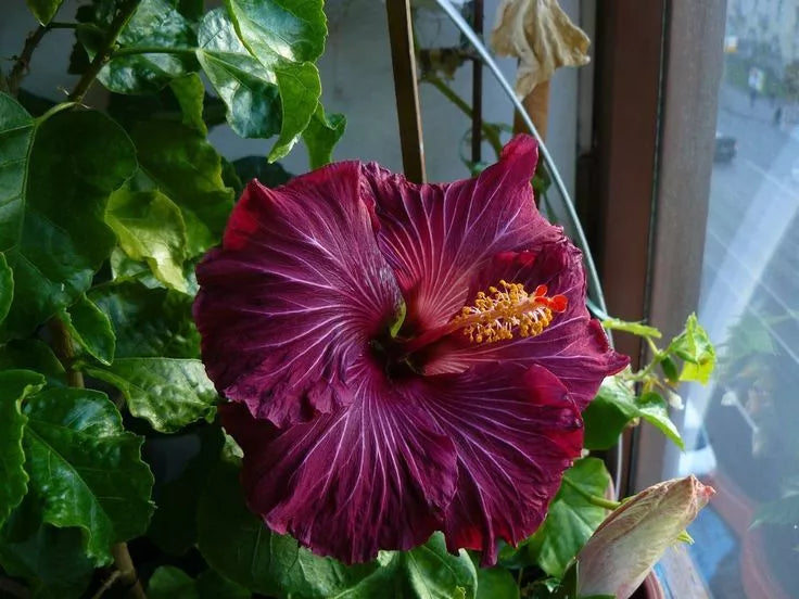 20 Dark Pink Purple Hibiscus Flower Seeds Perennial