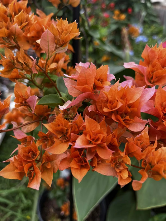 3pc Fresh Cuttings Double Petals Orange Pink Bougainvillea 4-6 Inches Long