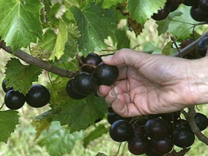 1 COWART MUSCADINE Live Grape Vine Plant - 1-2 yr Old - Pruned