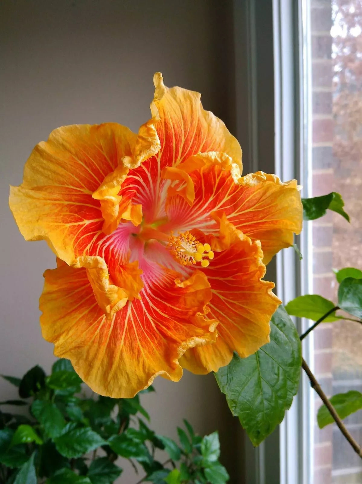 20 Orange Yellow Hibiscus Seeds Flowers Flower Seed Perennial