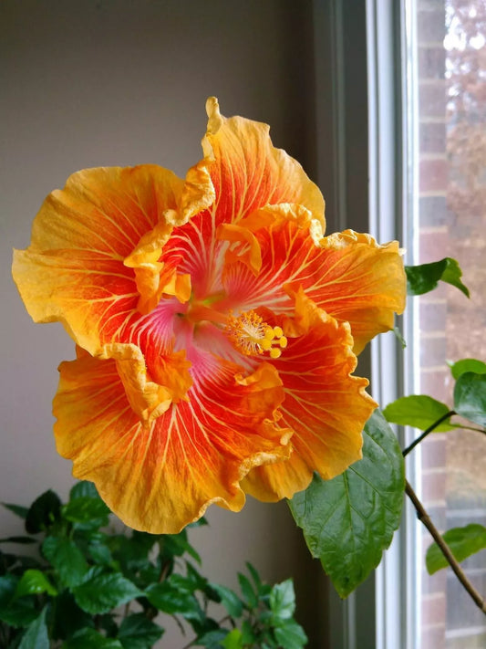 20 Orange Yellow Hibiscus Seeds Flowers Flower Seed Perennial