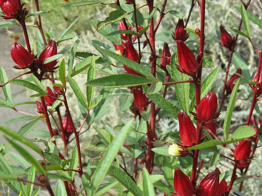 50 Roselle Seeds Asian Sour Leaf Hibiscus sabdariffa