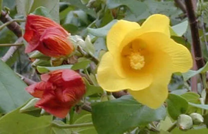 10 Seeds Hibiscus tiliaceus | Hau | Sea Hibiscus | Vau Tree | Green Cottonwood