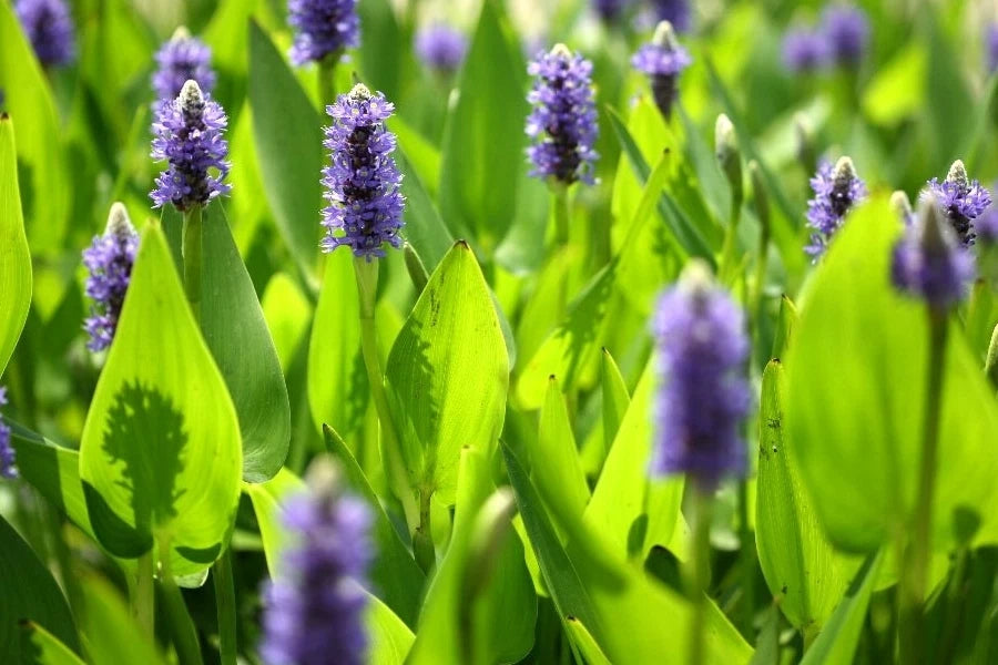Pickerel Weed Plant - 2 Gallon Pink Pontederia cordata - Hardy Aquatic Marginal Bog Plant for Ponds and Water Gardens
