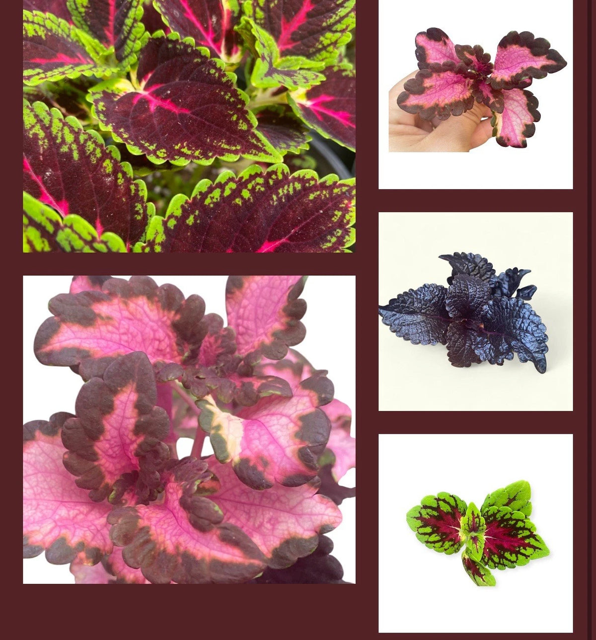 Coleus Cuttings Collection - 10 Varieties of Colorful Live Plants - Easy Care Coleus (Solenostemon scutellarioides)
