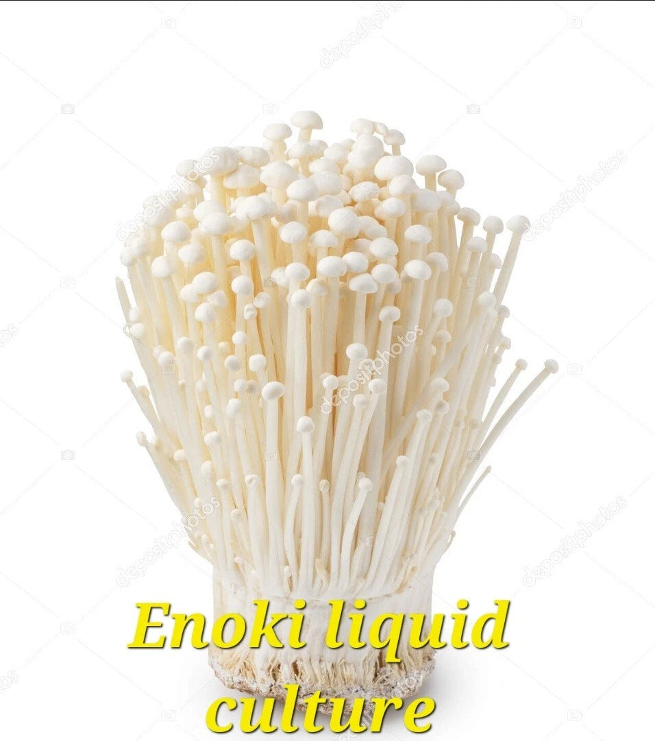 Enoki Mushroom Liquid Culture Syringe 10cc - Fast-Growing Edible Mushrooms - Organic Cultivation - Southern Mushroom Supplies
